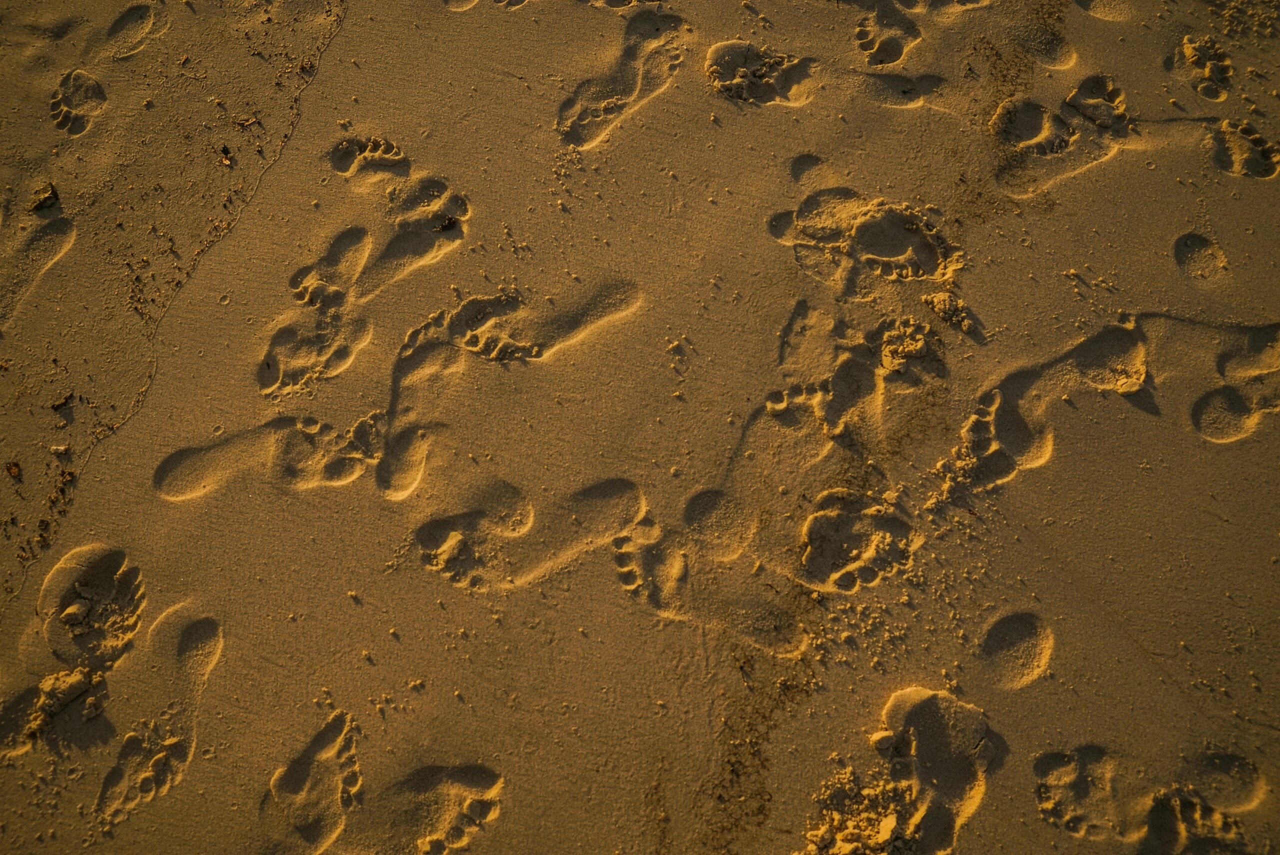 Why 7000 Steps a Day Matters